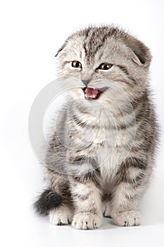 Cute kitty Scottish Fold cat meows photo