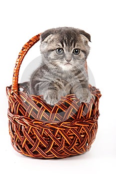 Cute kitty Scottish Fold cat sitting