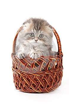 Cute kitty Scottish Fold cat sitting