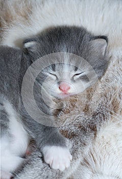 Cute kitty sleeping