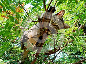 Cute kitty stuck in a tree