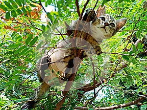 Cute kitty stuck in a tree