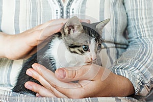 Cute kitty in womans hands. Pets care