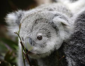 Cute koala