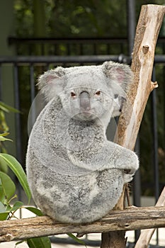 Roztomilý medveď na zoologická záhrada 