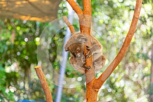 Cute koala bear on Eucaliptus tree in HARTLEY’S CROCODILE ADVENTURES