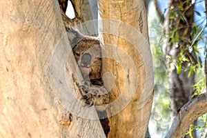 A Cute Koala Bear in Gum Tree