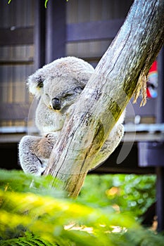 Cute koala bear sleeping on the tree in Sydney zoo.