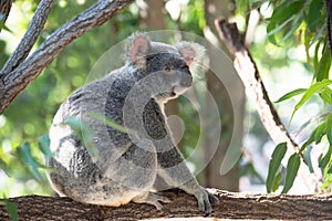 Cute koala on a branch