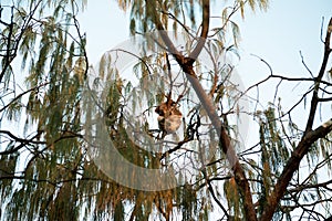 Cute koala in casuarina tree