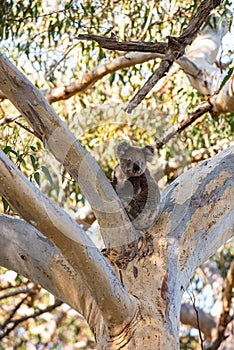 Cute koala in eucalyptus tree