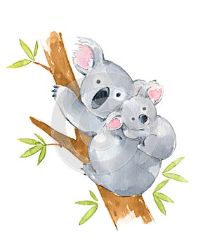 Cute koala family in a tree, watercolor illustration