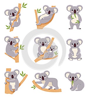 Cute koala. Funny australia animals collection, fluffy gray mini bear in different poses, mom and baby, eucalyptus trees