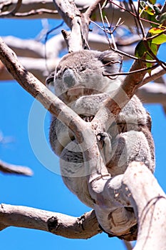 Cute Koala on a Gum Tree Branch