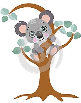 Cute koala hanging on an eucalyptus tree