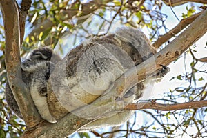 A cute koala and its joey sleeping in the fork of a native gum tree.This arboreal Australian marsupial has a slow metabolism rate