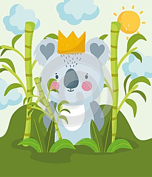 cute koala in the jungle