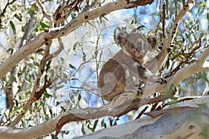 Cute koala