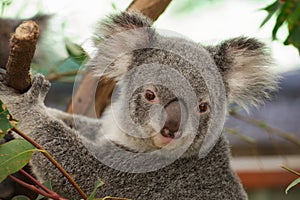 Cute koala photo