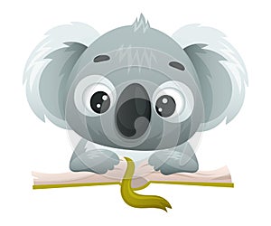 Cute Koala Reading Book in Hard Cover Enjoying Interesting Story Vector Illustration