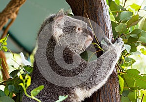 A cute koala relaxing on eucalyptus tree with green leafs at the Australian zoo