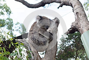 A cute koala relaxing on eucalyptus tree with green leafs at the Australian zoo