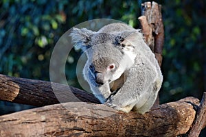 Cute koala sitting on a tree branch eucalyptus