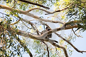 Cute koala sleeping in eucalyptus tree