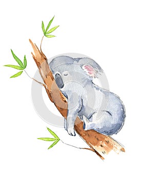 Cute koala sleeping in a tree, watercolor illustration