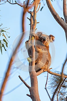 Cute koala in thin eucalyptus tree