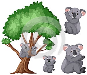 Cute koalas on the big tree on white background