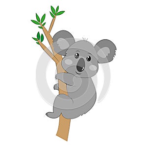Cute kolala climb on eucalyptus tree.