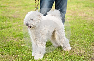 Cute Komondor dog in the park