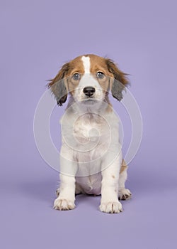 Cute kooikerdog puppy on a purple background