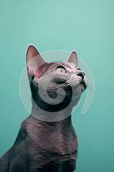 Cute Korat cat posing