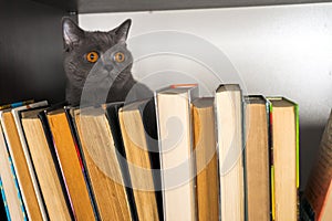 Cute l cat on shelf with books on light background. cat reading old book.