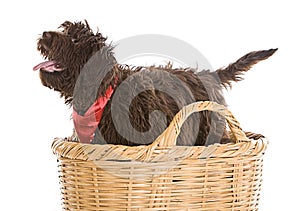 Cute Labradoodle Puppy in a Basket