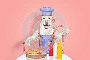Cute Labrador in a chef\'s costume is about to cook hot dogs