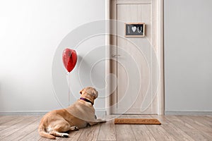 Cute Labrador dog with balloon lying near door. Valentine\'s Day celebration