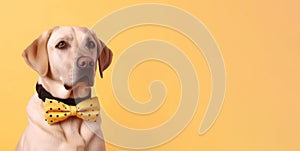 Cute labrador dog banner. Generate Ai