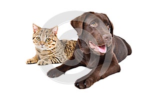 Cute Labrador dog and cat Scottish Straight lying together