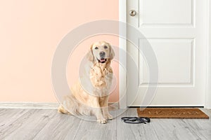 Cute Labrador dog with lead in hall