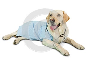 Cute labrador dog lying on floor wearing scrubs and stethoscope