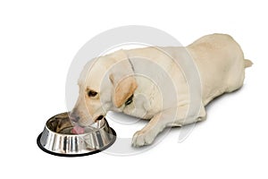 Cute labrador dog lying beside water bowl