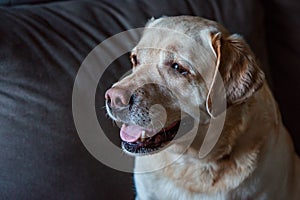 Cute labrador dog smiling on grey background