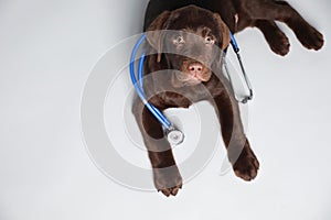 Cute Labrador dog with stethoscope as veterinarian on background, above view