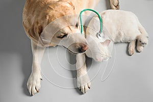 Cute Labrador dog with stethoscope as veterinarian and cat on grey background