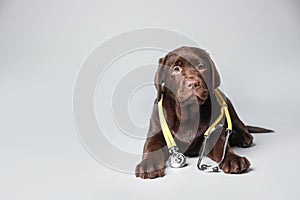 Cute Labrador dog with stethoscope as veterinarian on grey background. Space for text