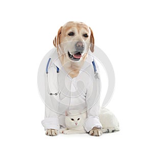 Cute Labrador dog in uniform with stethoscope as veterinarian and cat on background