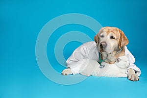 Cute Labrador dog in uniform with stethoscope as veterinarian and cat on blue background. Space for text